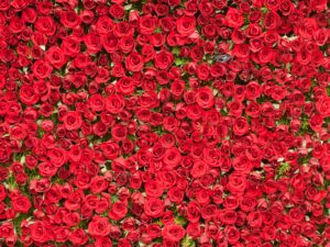 Red Rose Wall - 129
