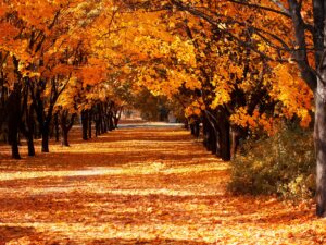 Autumn - 131