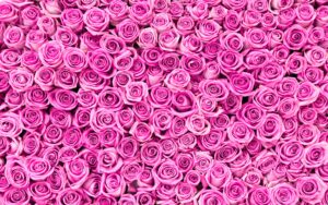 Pink Rose Wall Edited 8000