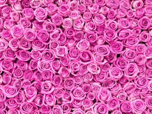 Pink Rose Wall - 128
